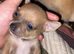 Boy chihuahua