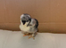 Black pekin bantam chick