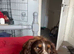 Beautiful tri colour 18mth old male for stud