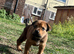 4 Amazing GSD Puppies Ready To Go