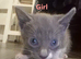 5 kittens for sale!
