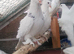 pigeon for sale
