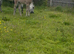Dun Connemara filly