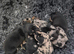 Beautiful litter of minature dachshound puppies