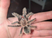 Curly Hair tarantula & enclosure