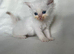 Beautiful Persian Kittens Looking for Their Forever Homes
