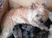 Playful, Healthy Robust Pups