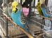Exhibition budgie