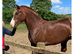 Welsh sec c gelding