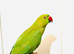 Tame and Untame Beautiful Ringneck for Sale