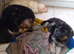 Male German shepherd