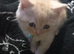 Kittens chinchilla Persian
