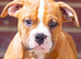 American pocket bullies