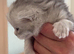 Maine Coon kittens from Grand Champion GCCF parents for sale