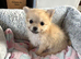 Pomeranian puppies