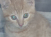 Little kitten