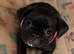 BEAUTIFUL FRUGS 2