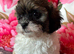 Shipoo Male puppie ready now
