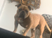 American bully
