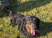 Long haired dachshund male