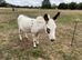 Miniature Mediterranean jack donkey