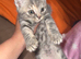 Kittens for sale!!!