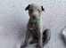 KC registered- True to type whippets