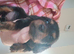 Dachshund puppys for sale
