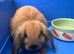 One Gorgeous Little Mini Lop Ready Now!