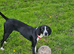 Beautiful Female Pocket Pointer. 21 months old.