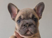 BIG ROPE FRENCHIES