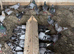 Pigeons