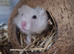Hamsters (2 female & 1 male)