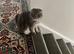Beautiful Scottish fold and british shorthair kittens for sale