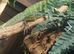 Sailfin Dragon