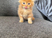 British Shorthair cross Persian fluffy boy kittens