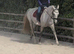 Sensible Competition Mare