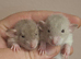 Male and Female Dumbo Rats