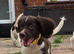 English Springer Spaniel puppies