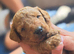 Cavapoo puppies