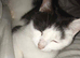 Dwarf Female Cat to rehome 1 y o