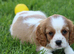 PLAYFUL CAVALIER X PUG PUPPIES FOR SALE