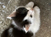 2 Black & White Maine Coon Mix Kittens