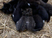 2 gorgeous black kittens