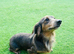 Blue & Tan long hair stud- miniature dachshund