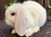 Mini Lops: ready to leave