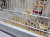 Happy cockatiel