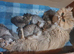 Beautiful Pedigree Chinchilla Persian Kittens.