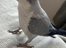 LAST hand reared Quaker baby