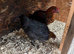 Black copper Marran